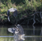 Great Blue Heron Olympics