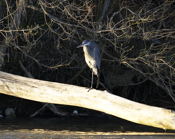 Great Blue Heron Perch