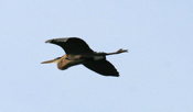Great Blue Heron "Headin for the Nest"