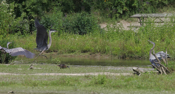 Great Blue Heron Dance