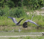 Great Blue Heron Night Fever
