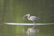 Blue Heron Dropping Fish