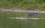 Great Blue Heron Fishing
