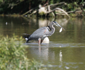 A Fish, Goose and Great Blue Heron