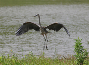 Great Blue Heron Landing