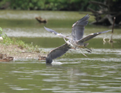 Great Blue Heron Tango