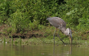 Great Blue Heron with Fish