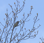 Blue Jay Perching