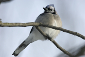 Blue Jay Frontal