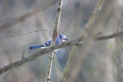 Blue Jay Way