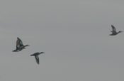 Blue-Winged Teal Flight