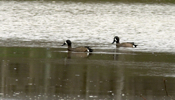 Male Blue-winged Teal