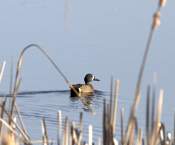 Blue-winged Teal Male