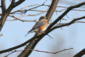 Female Eastern Bluebird