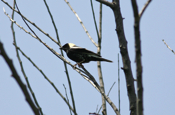 Bobolink Profile