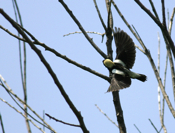 Bobolink Rear View