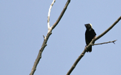 Bobolink Singing