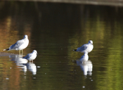 Two Bonaparte's Gulls