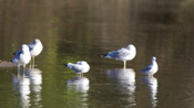 Front View Bonaparte's Gull