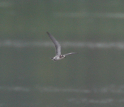 Cruising Bonaparte's Gull