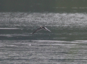 Juvenile Bonaparte's Gull