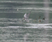 Fishing Bonaparte's Gull