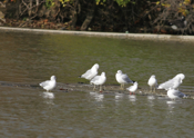 Bonaparte Gull Red Legs