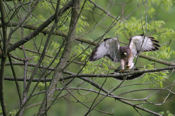 Broad-winged Hawk Landing