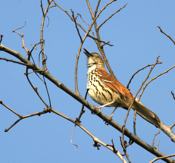 Brown Thrasher "Blue Skies"