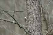 Splendid Brown Creeper