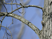 Another Brown Creeper