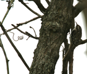 Brown Creeper Creeping