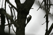 Brown  Creeper Profile