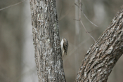 Brown Creeper Side