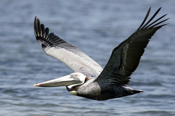Brown Pelican Inflight