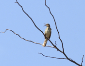 Brown Thrasher Exuberance