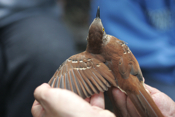 Brown Thrasher WIngs