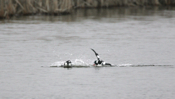 Bufflehead Competition