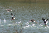 Bufflehead flight