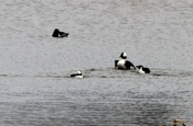 Male Buffleheads