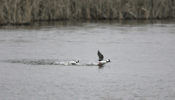 A Bufflehead Chase