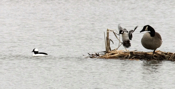 Male and Female Buffleheads