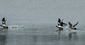 Bufflehead Take-off