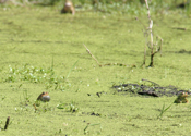 Trio of Male Toads