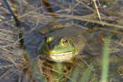 "Huge" Bull Frog