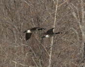 In-Flight Canada Geese