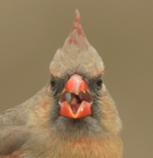Northern Cardinal