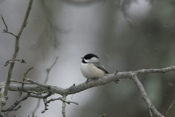 Brave Carolina Chickadee