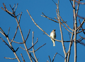 Cedar Waxwing