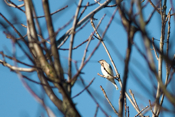 Profile Cedar Waxwing